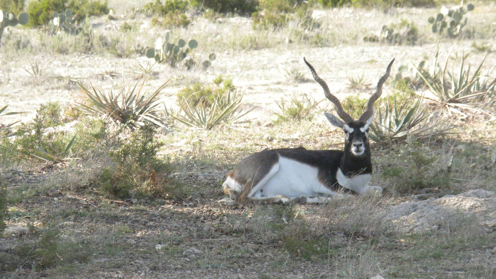 Blackbuck