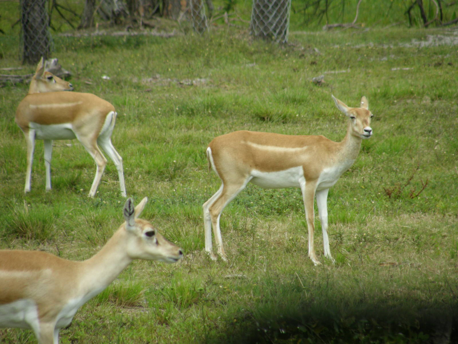 blackbuck
