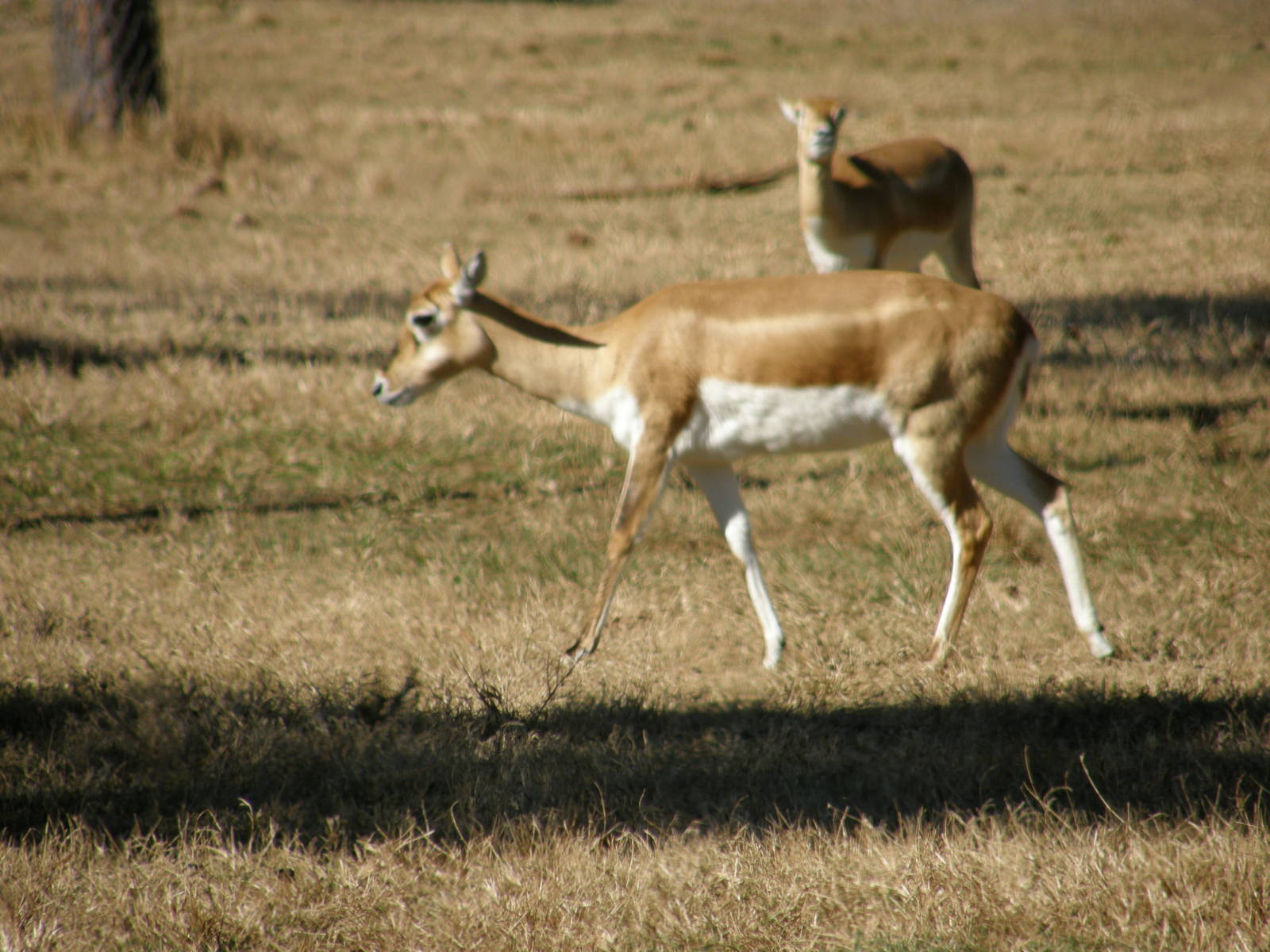 blackbuck