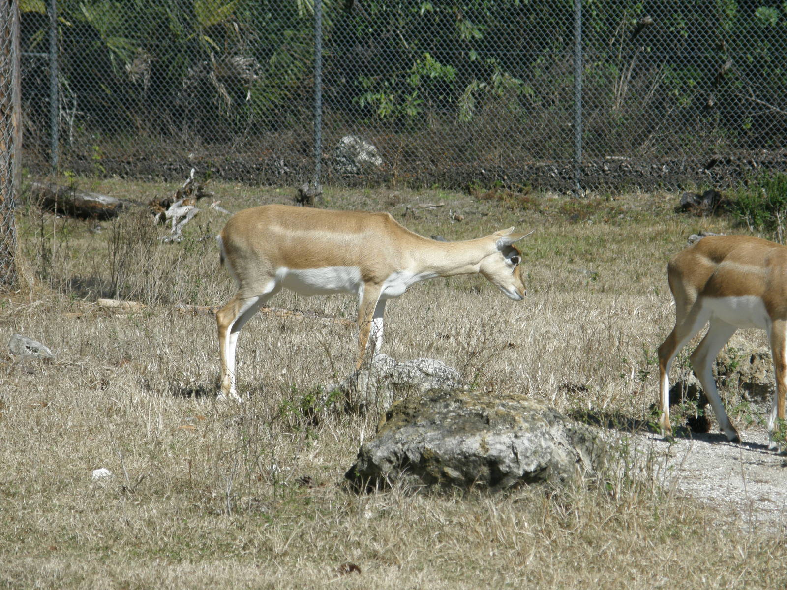 blackbuck