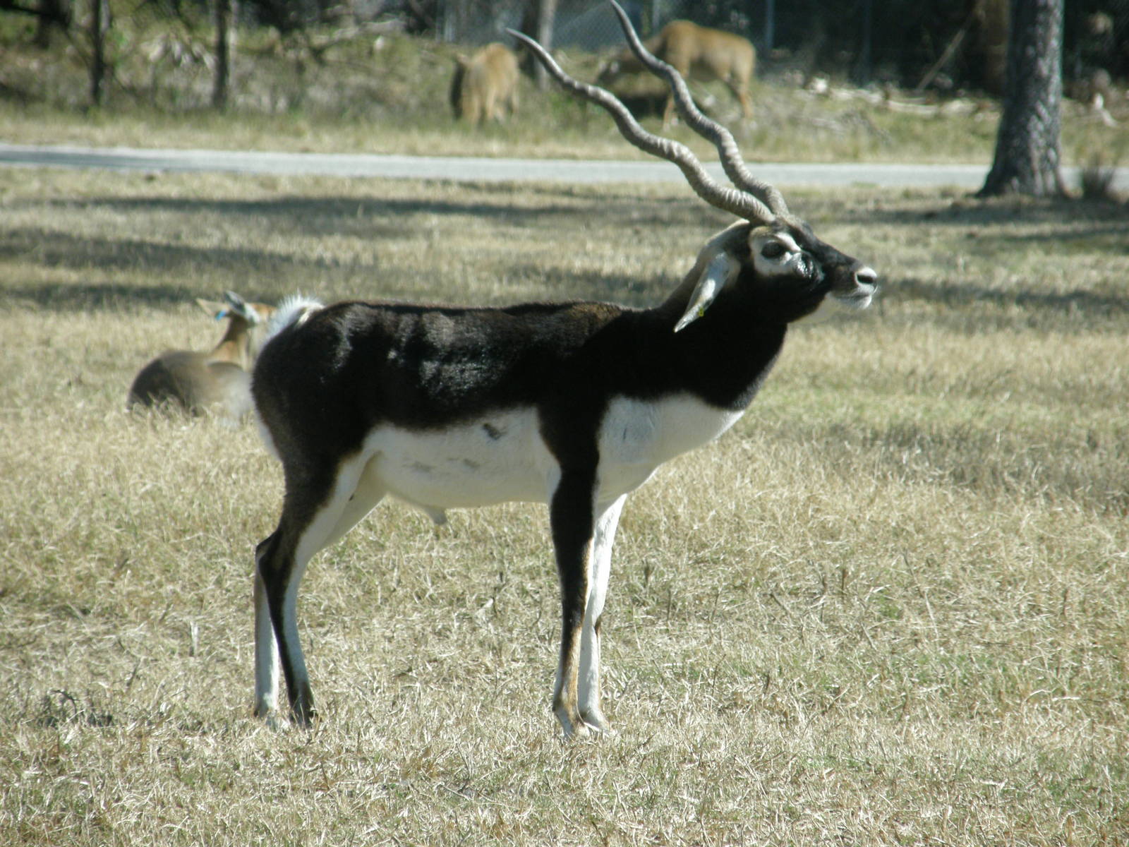 blackbuck