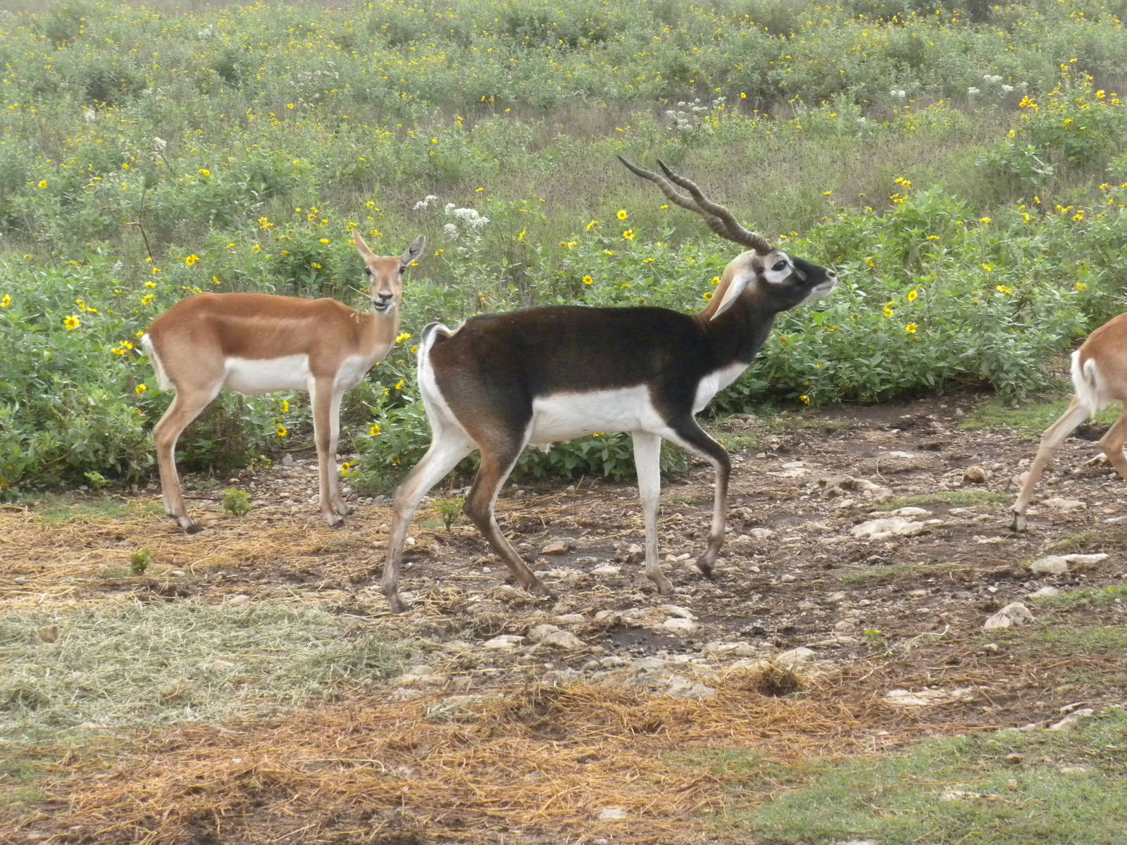 Blackbuck