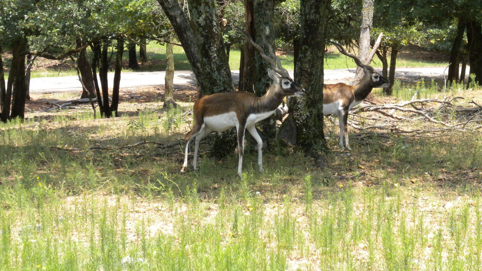 Blackbuck