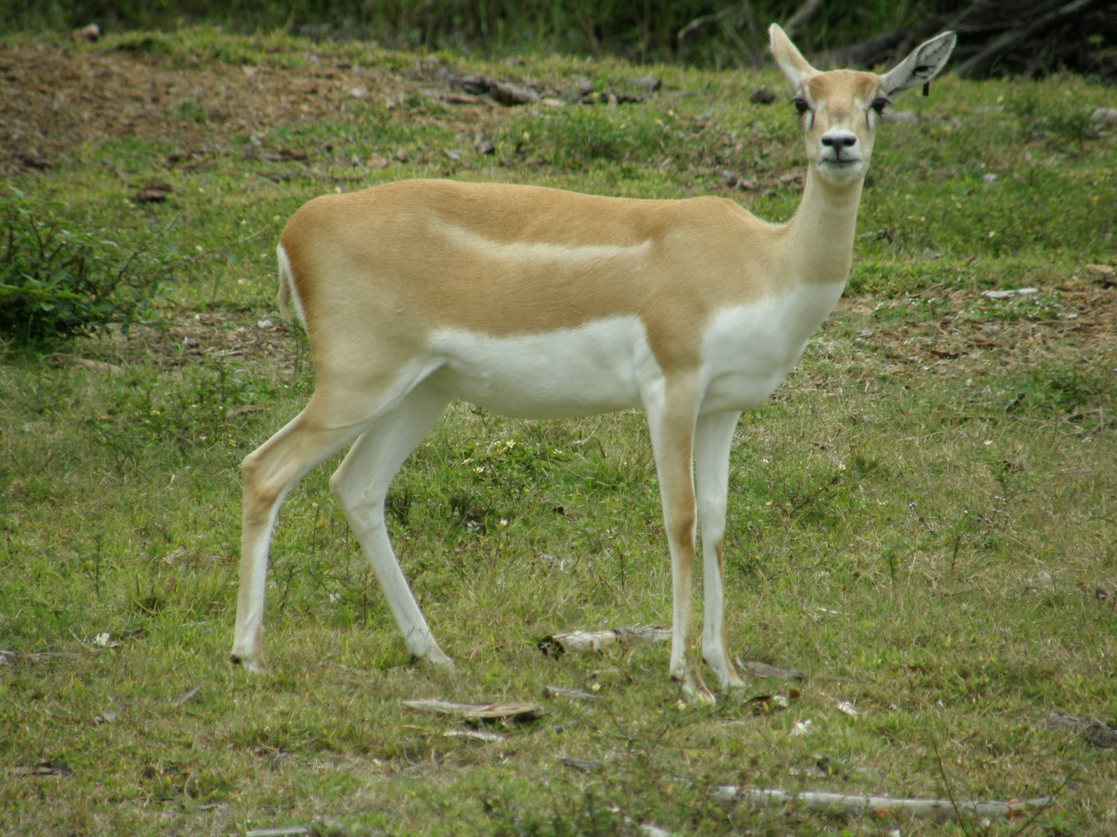 blackbuck