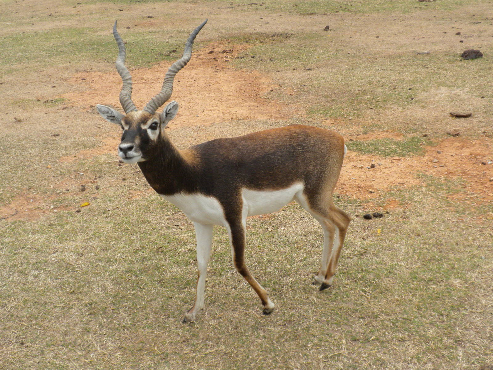Blackbuck