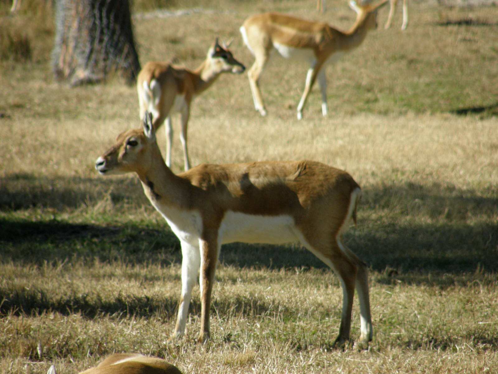 blackbuck