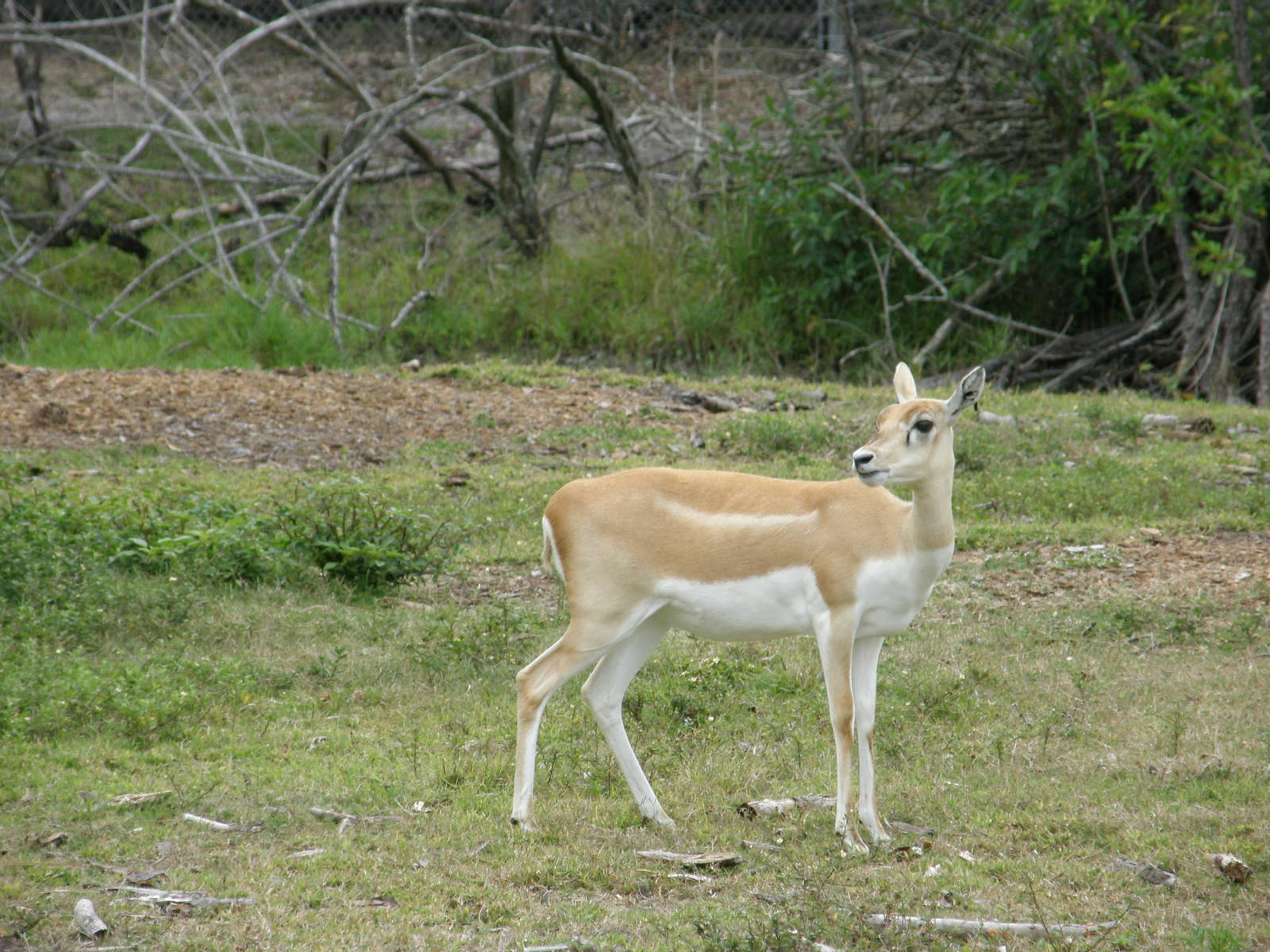 blackbuck