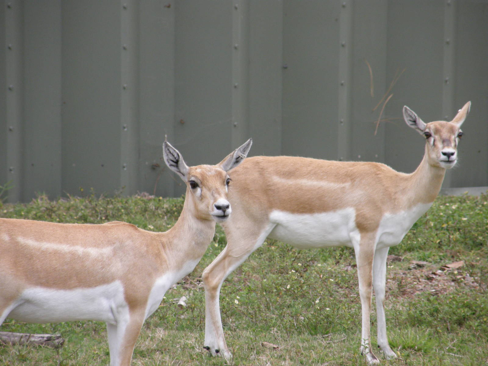 blackbuck