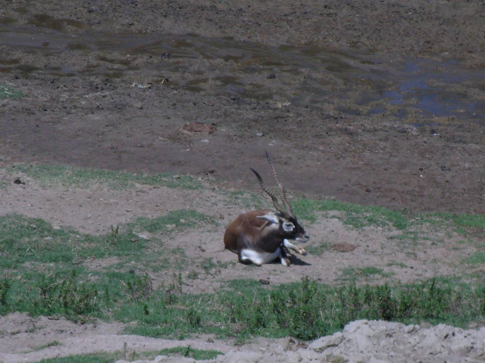 Blackbuck