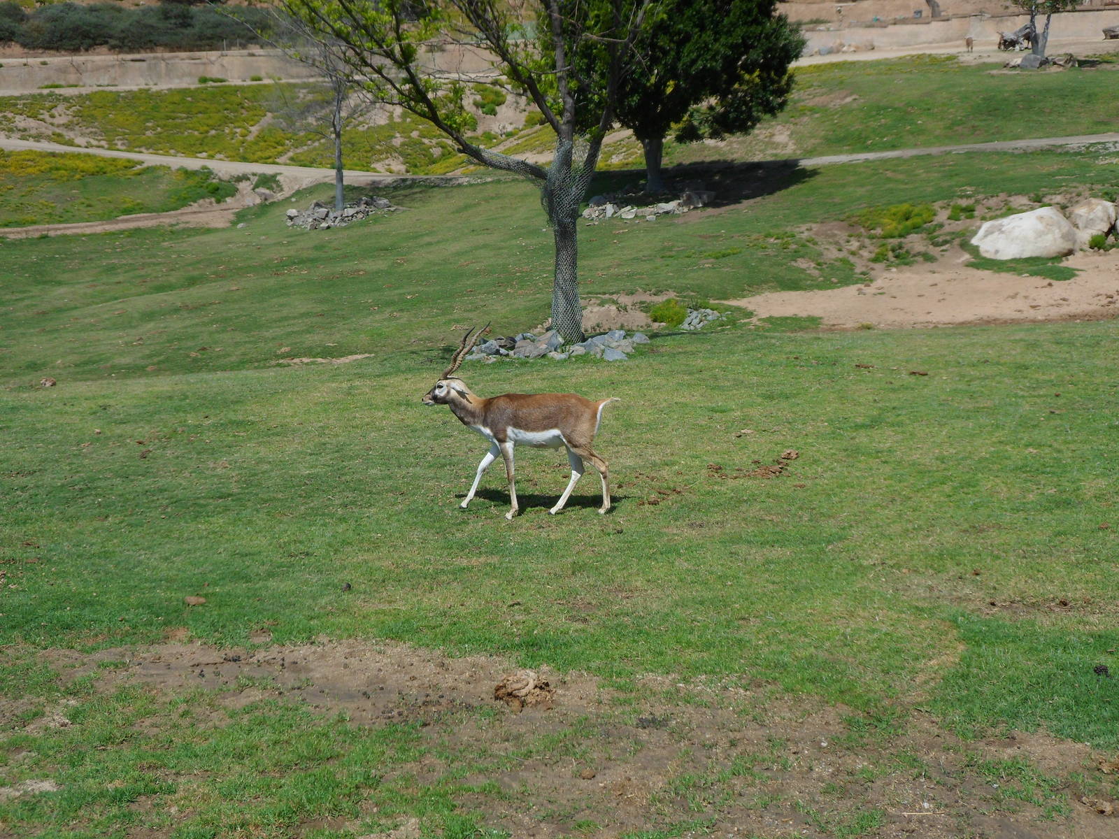Blackbuck