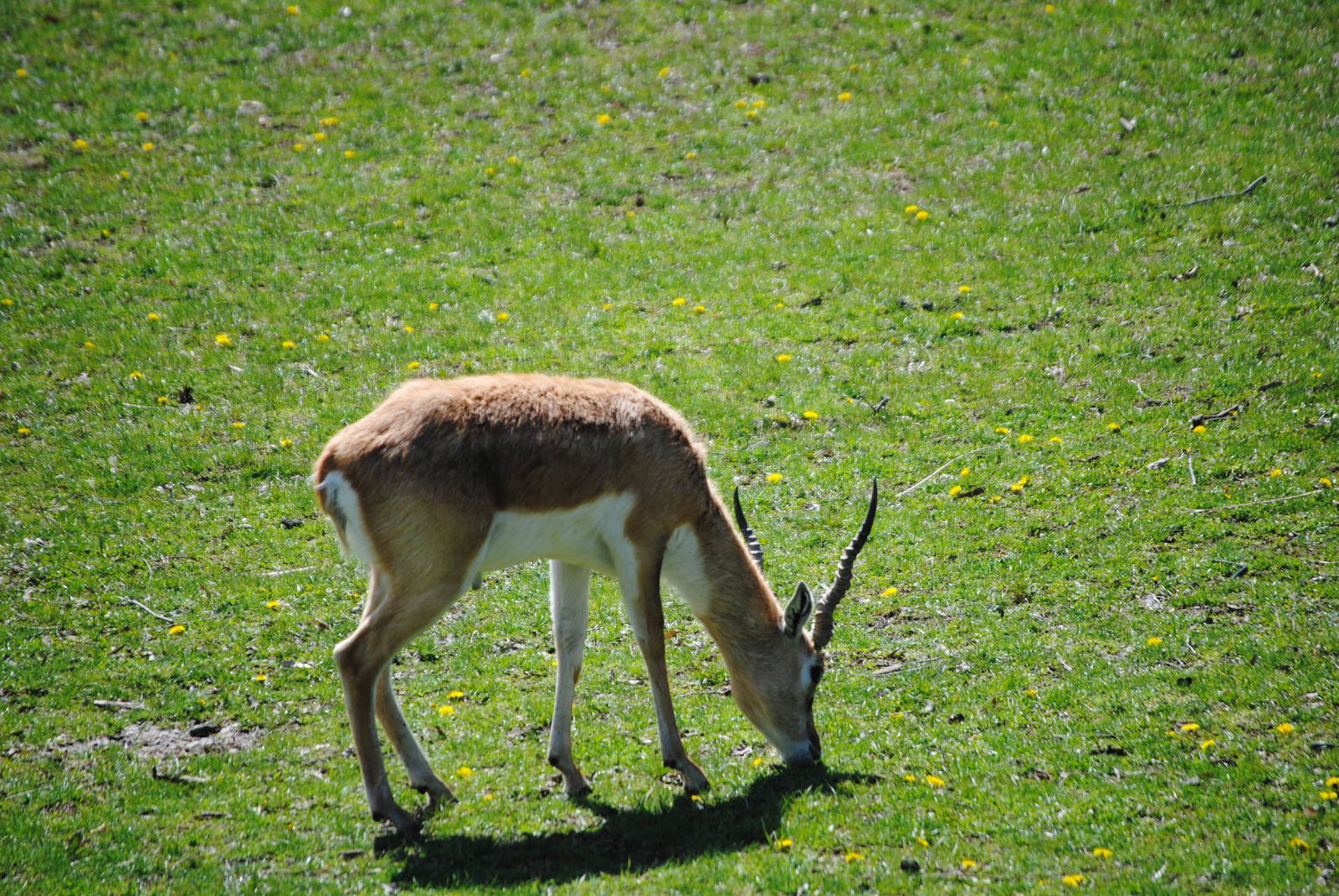 Blackbuck