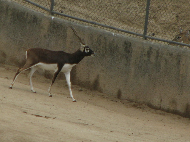 Blackbuck