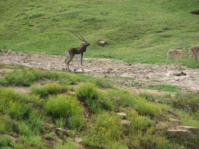 Blackbuck