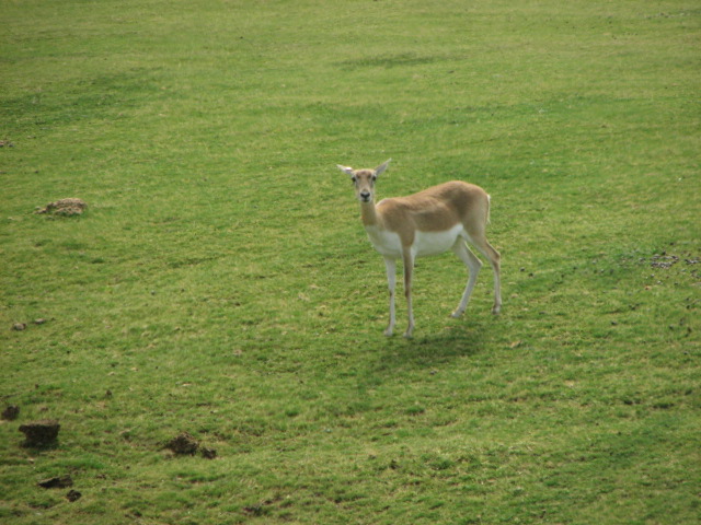 Blackbuck
