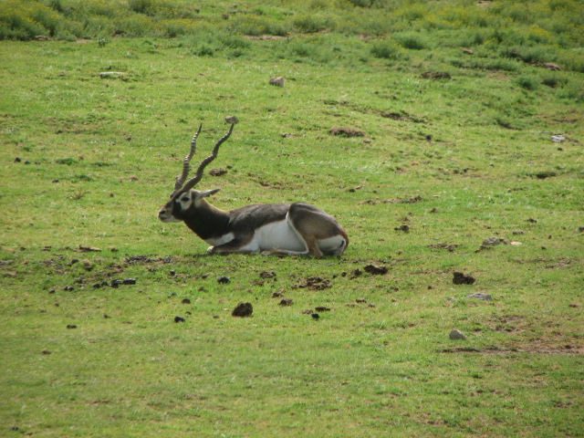 Blackbuck