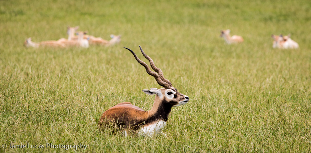 Blackbuck