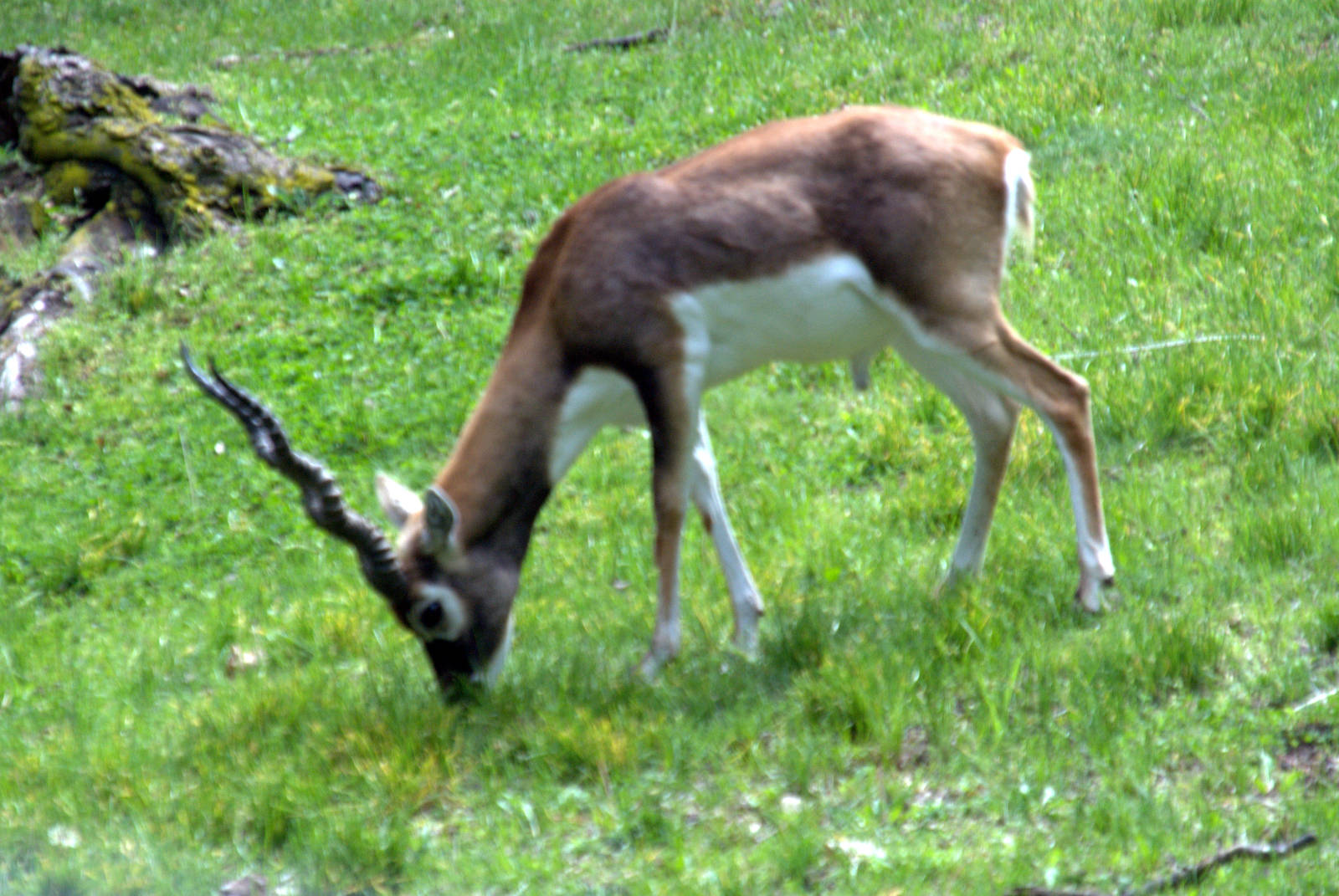 Blackbuck