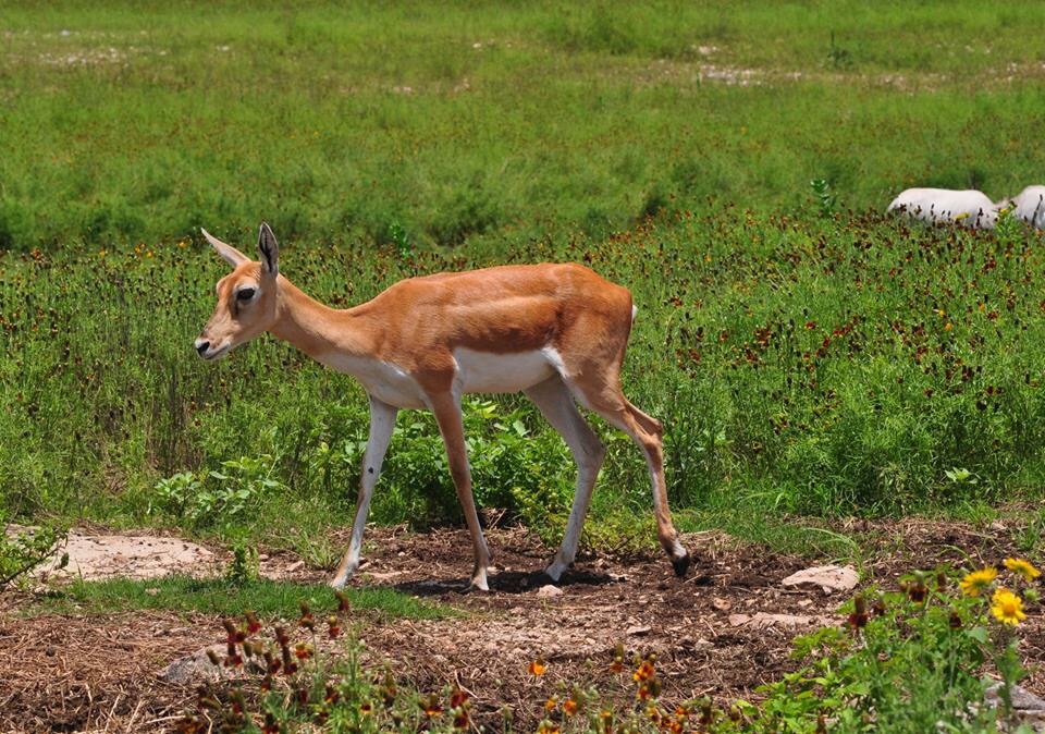 Blackbuck