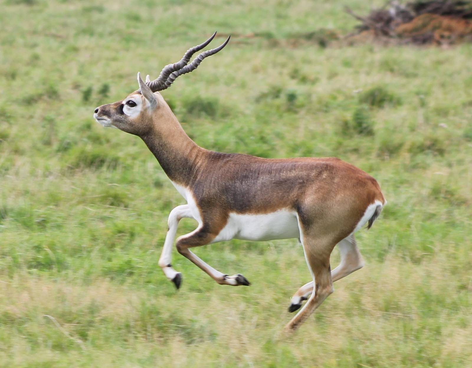 Blackbuck