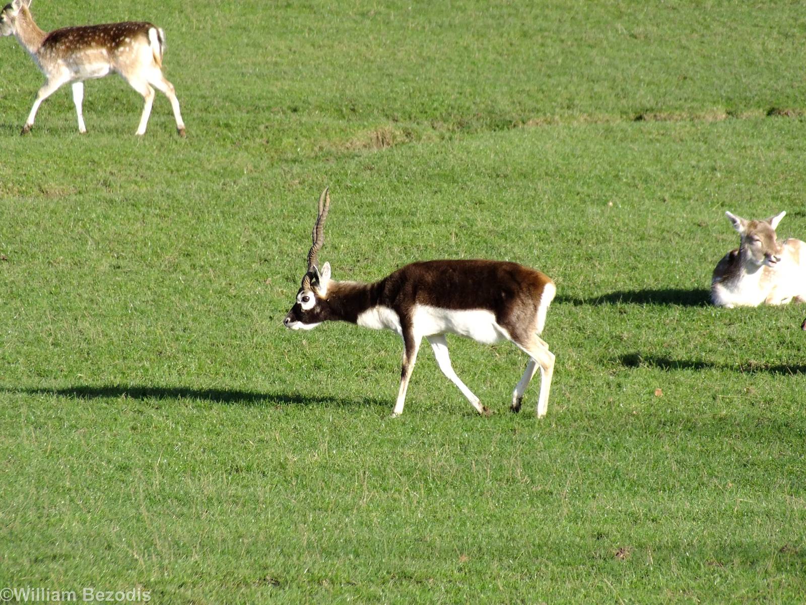 Blackbuck