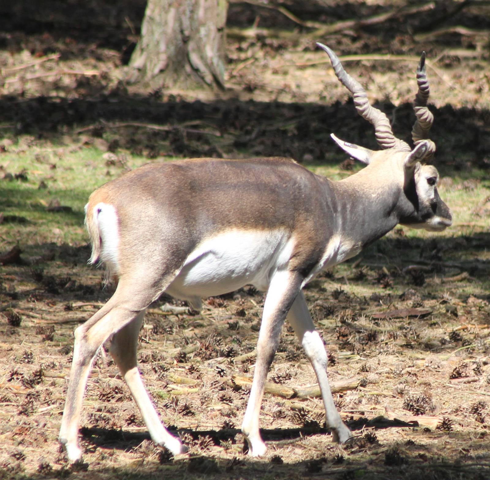 Blackbuck