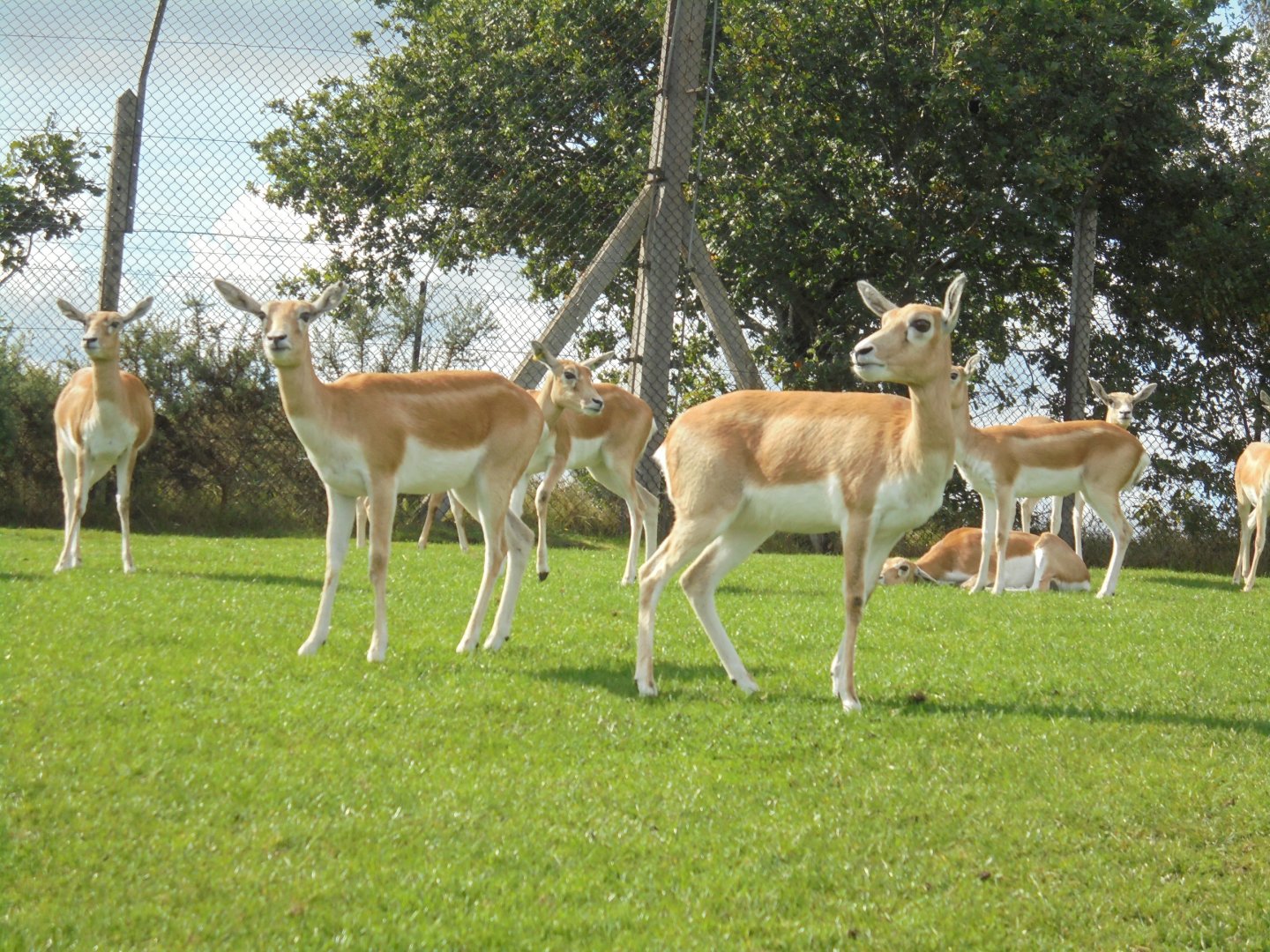 Blackbuck