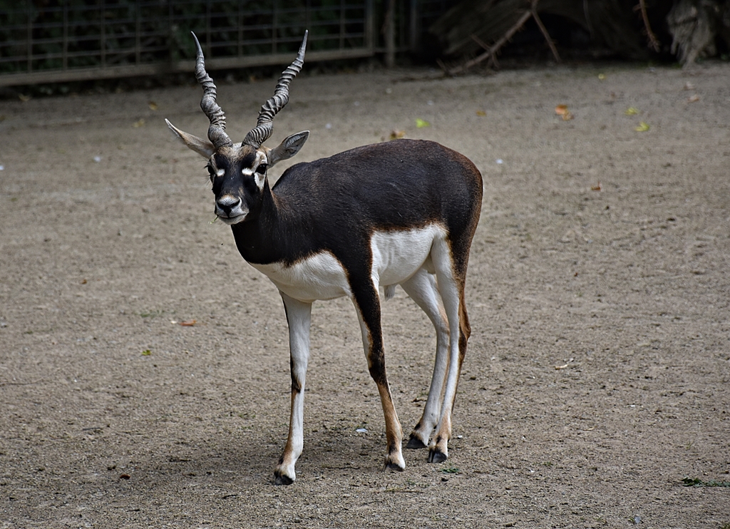 Blackbuck