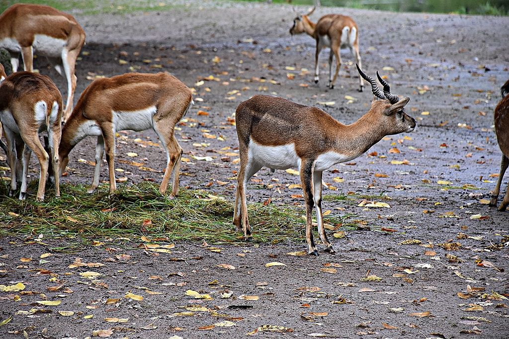 Blackbuck