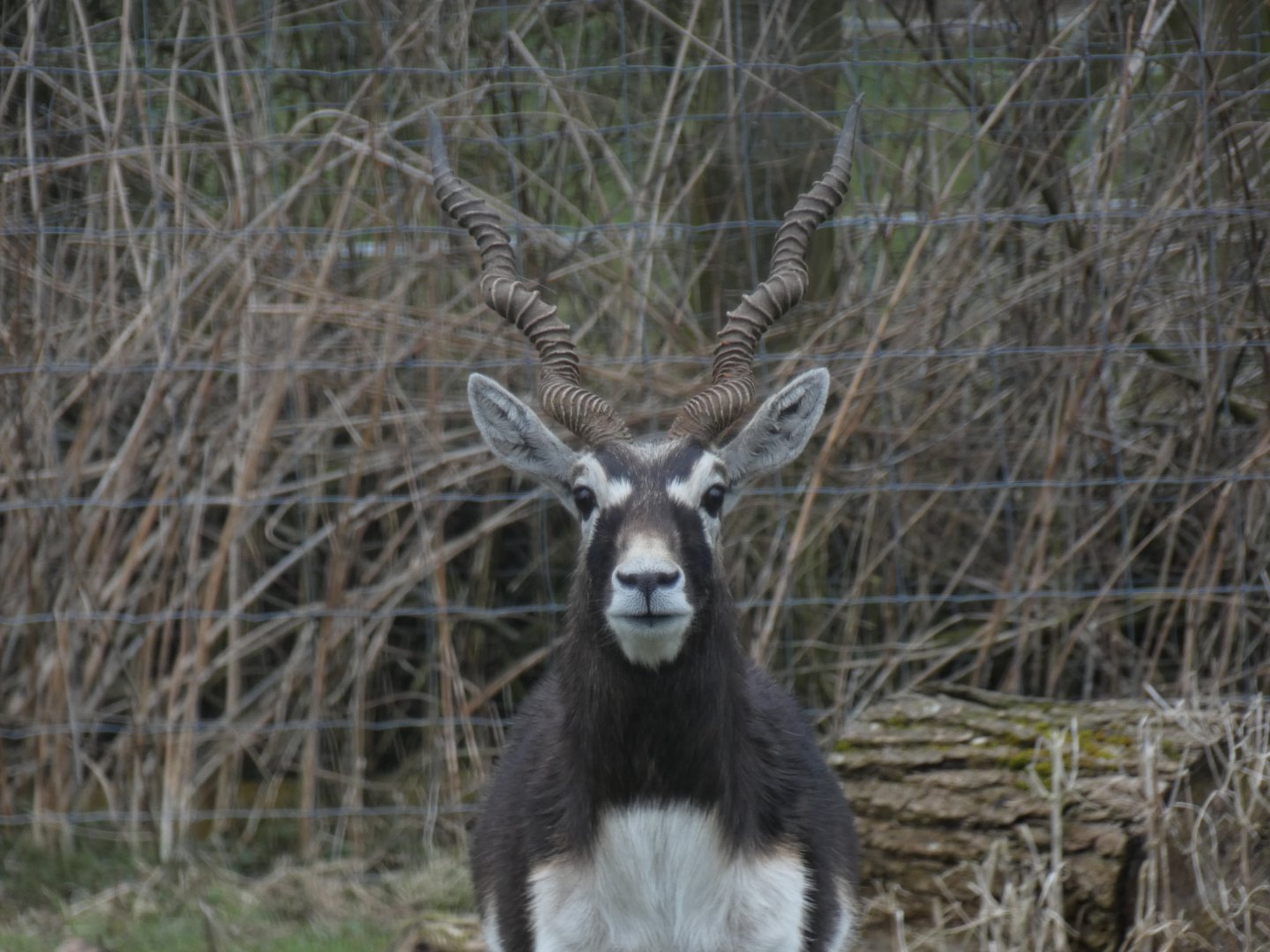 Blackbuck