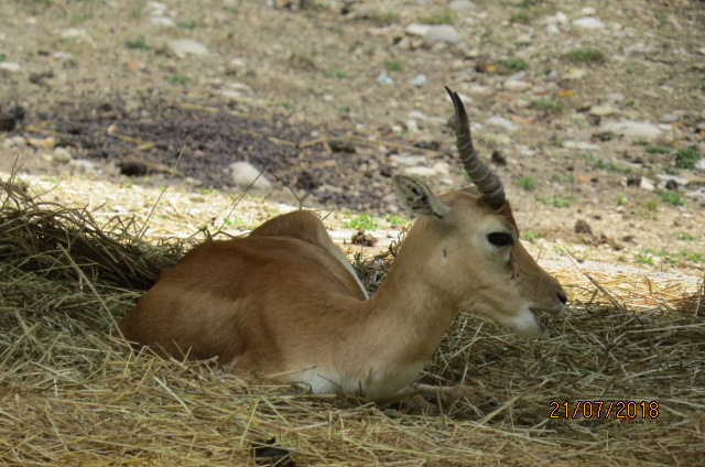 Blackbuck