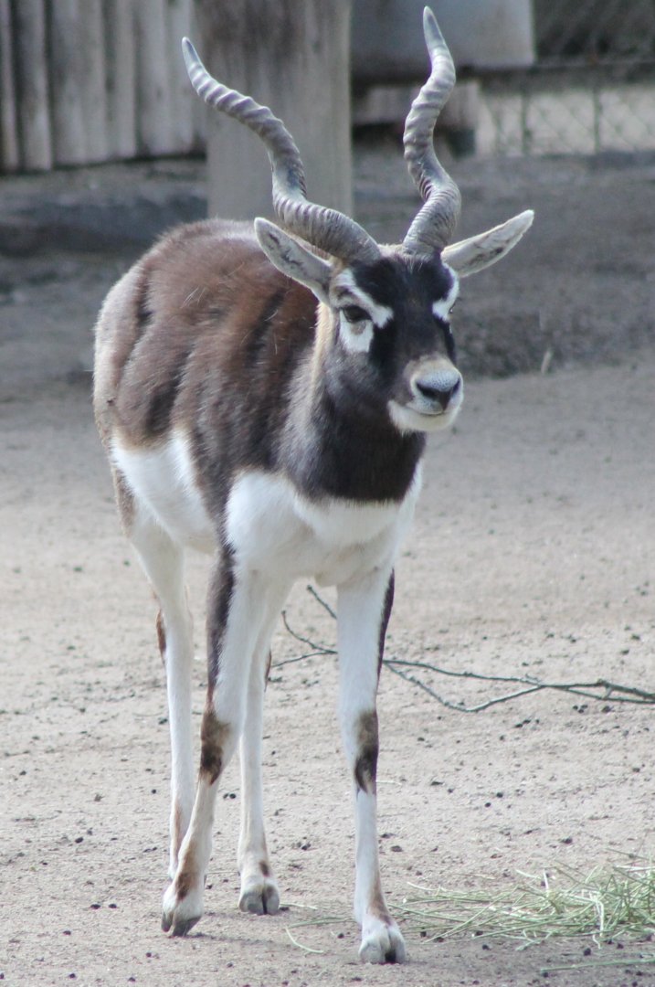 Blackbuck