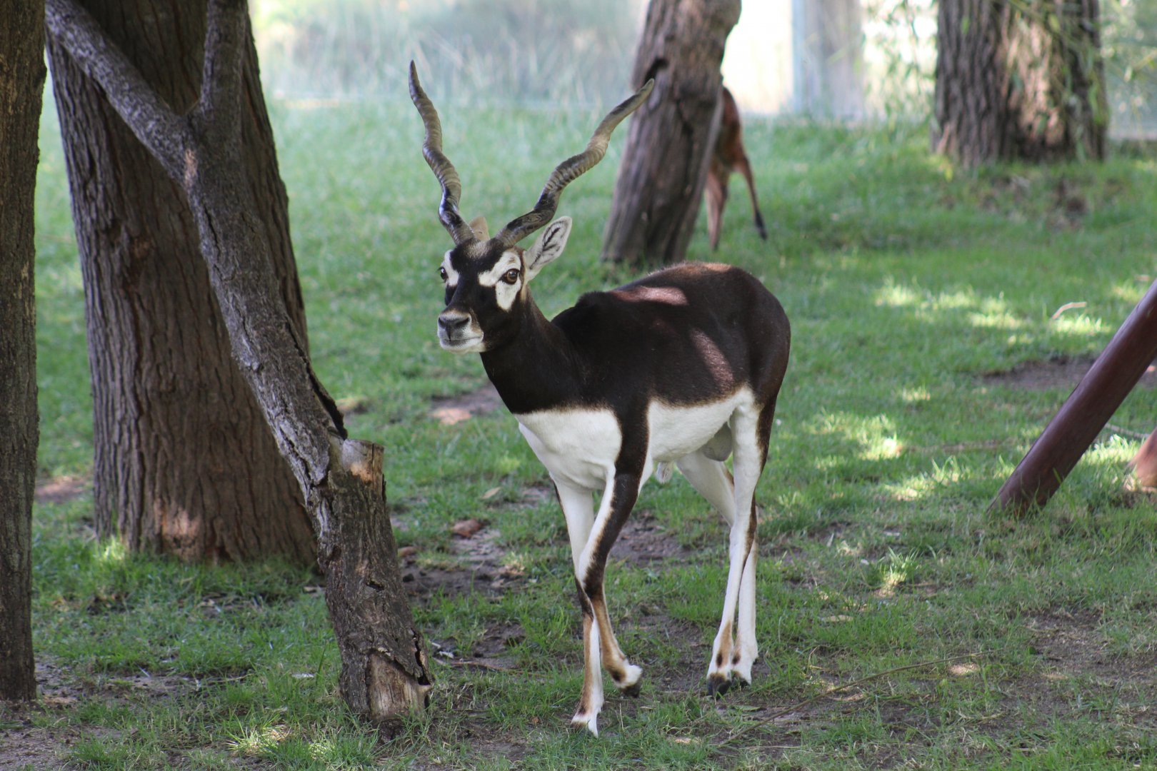 Blackbuck