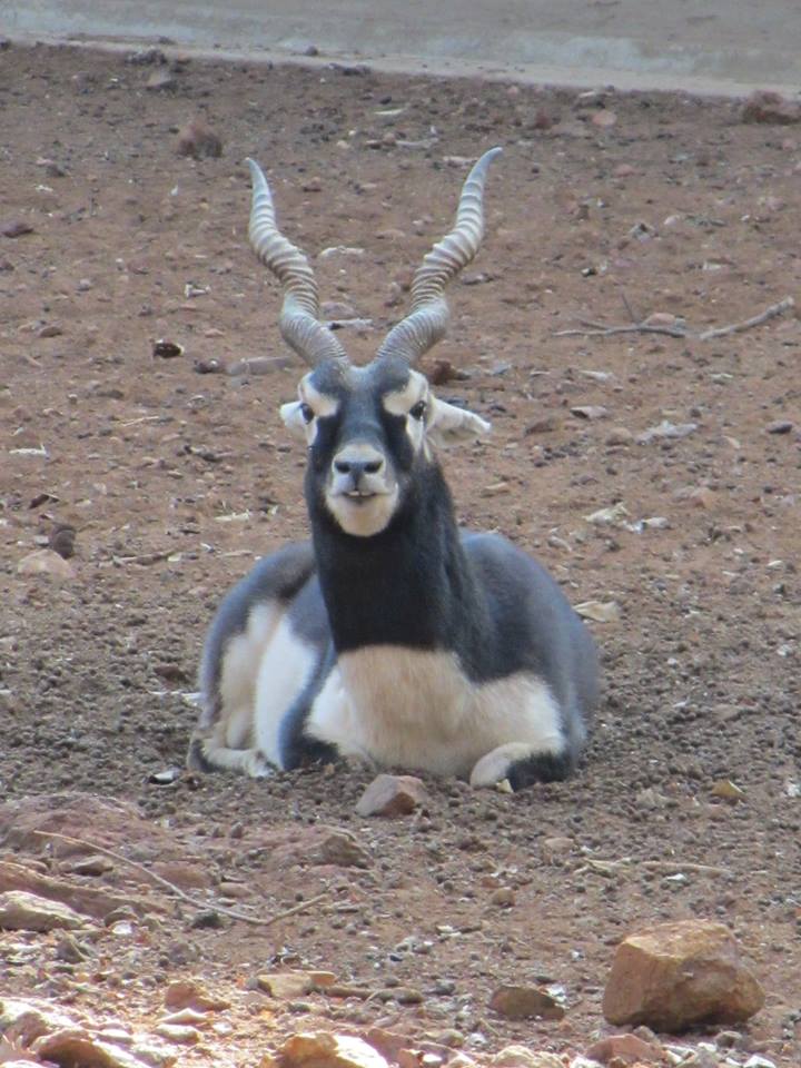 Blackbuck
