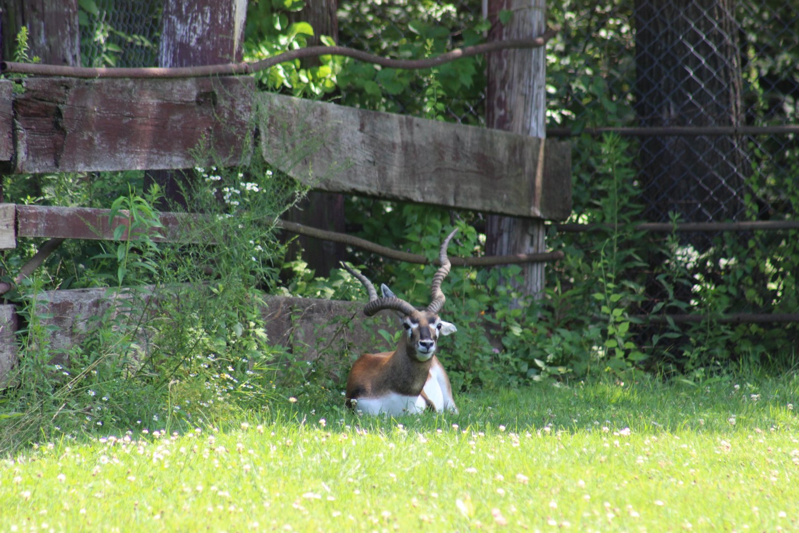Blackbuck