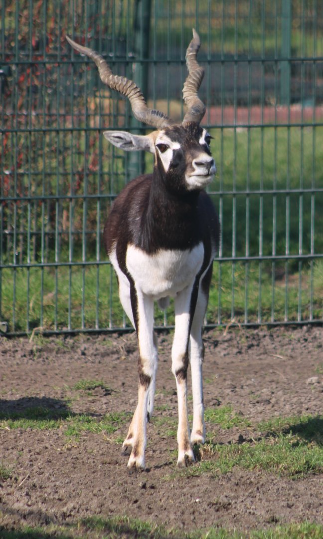 Blackbuck