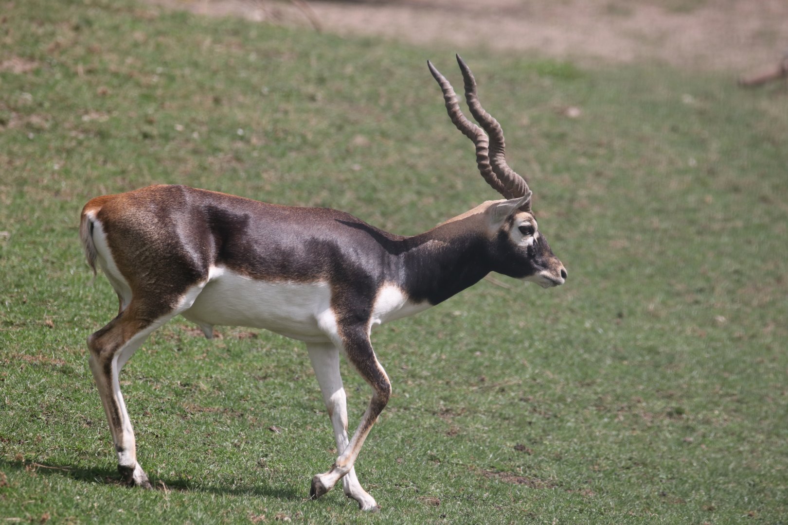 Blackbuck