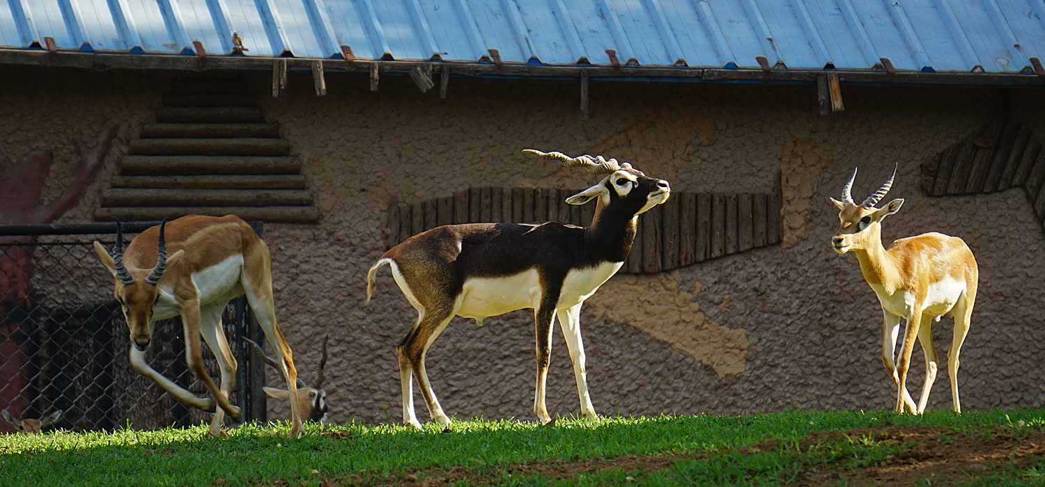 Blackbuck