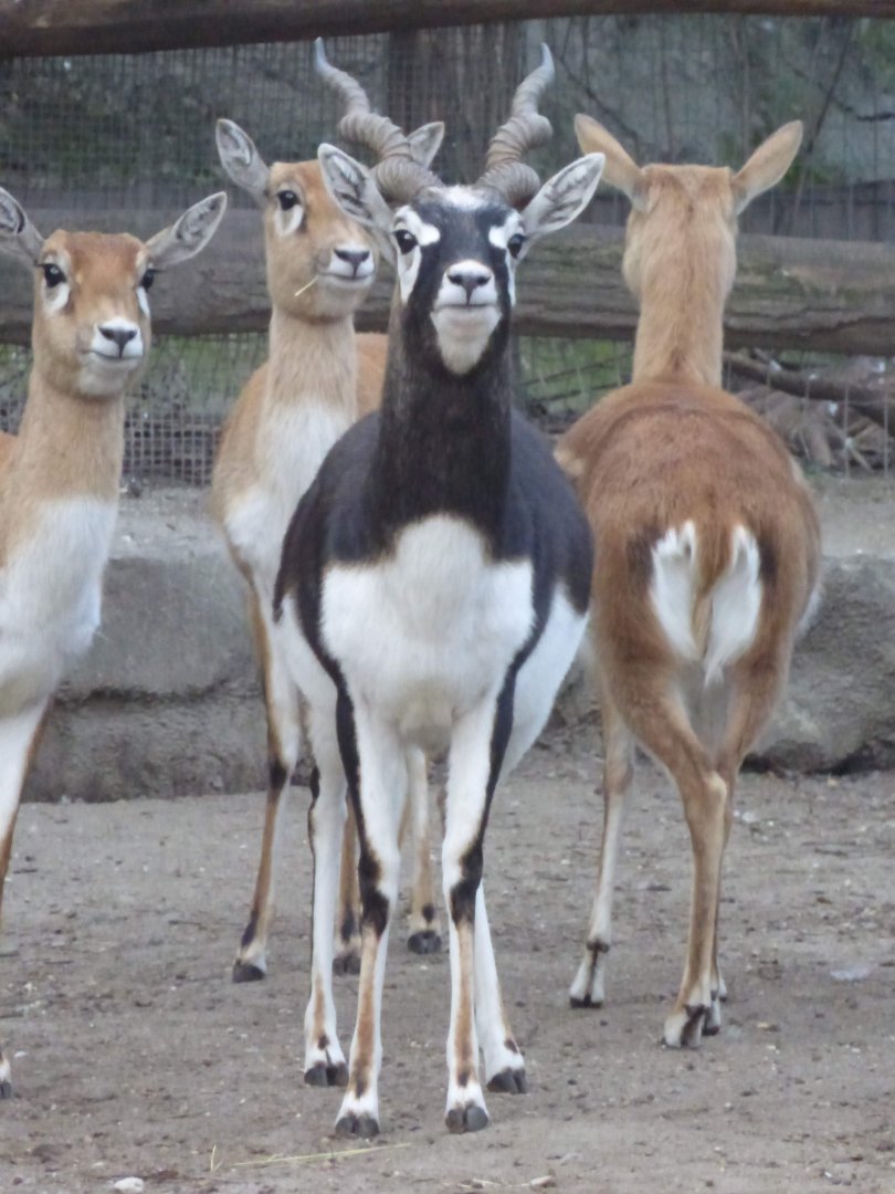 Blackbuck