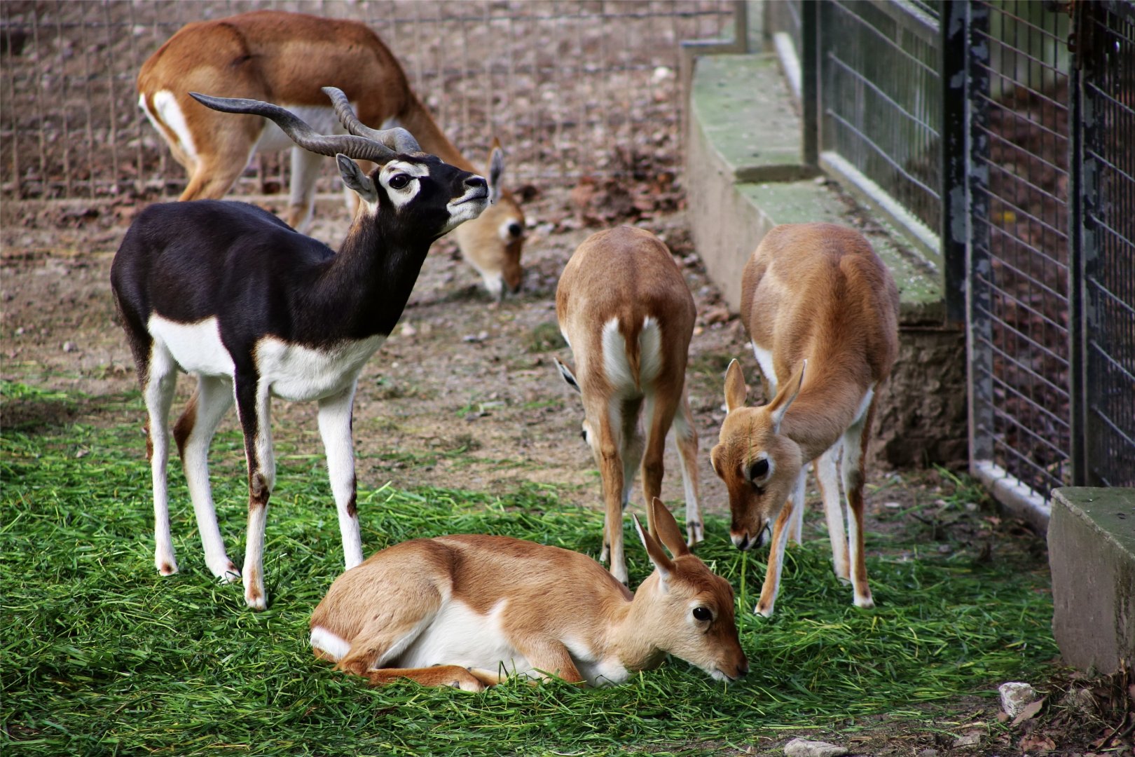 Blackbuck