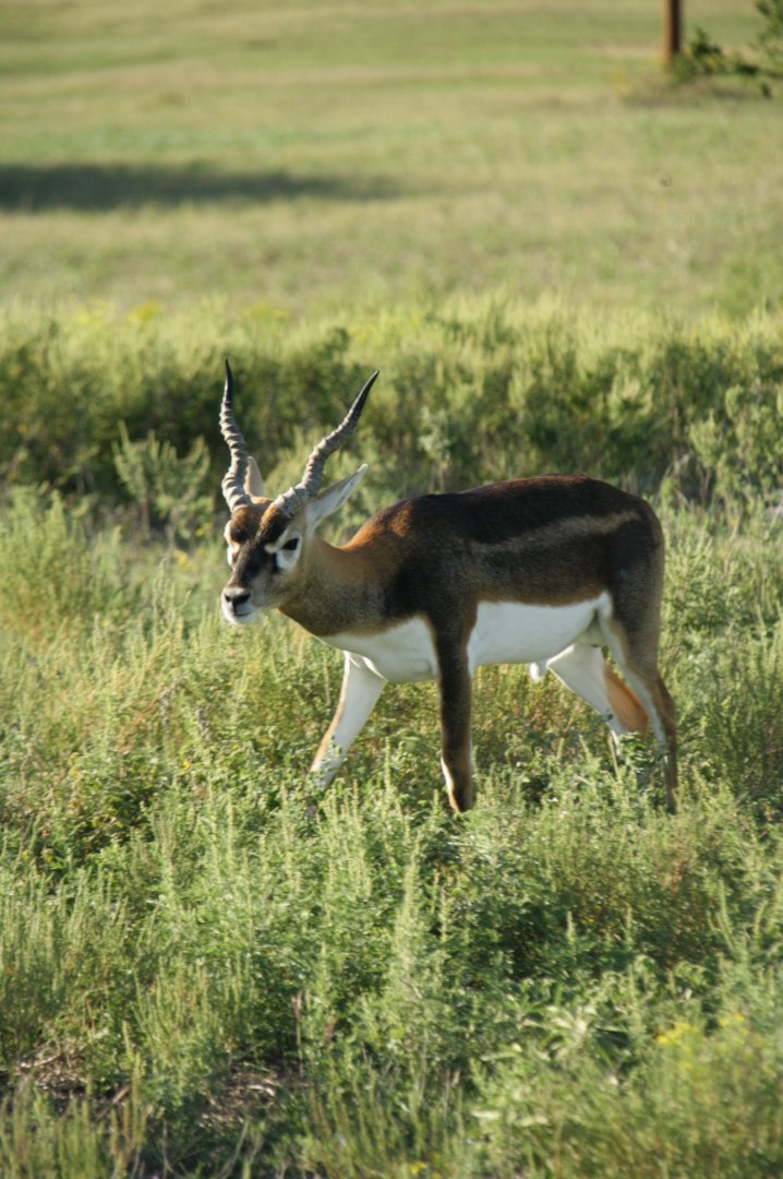 Blackbuck