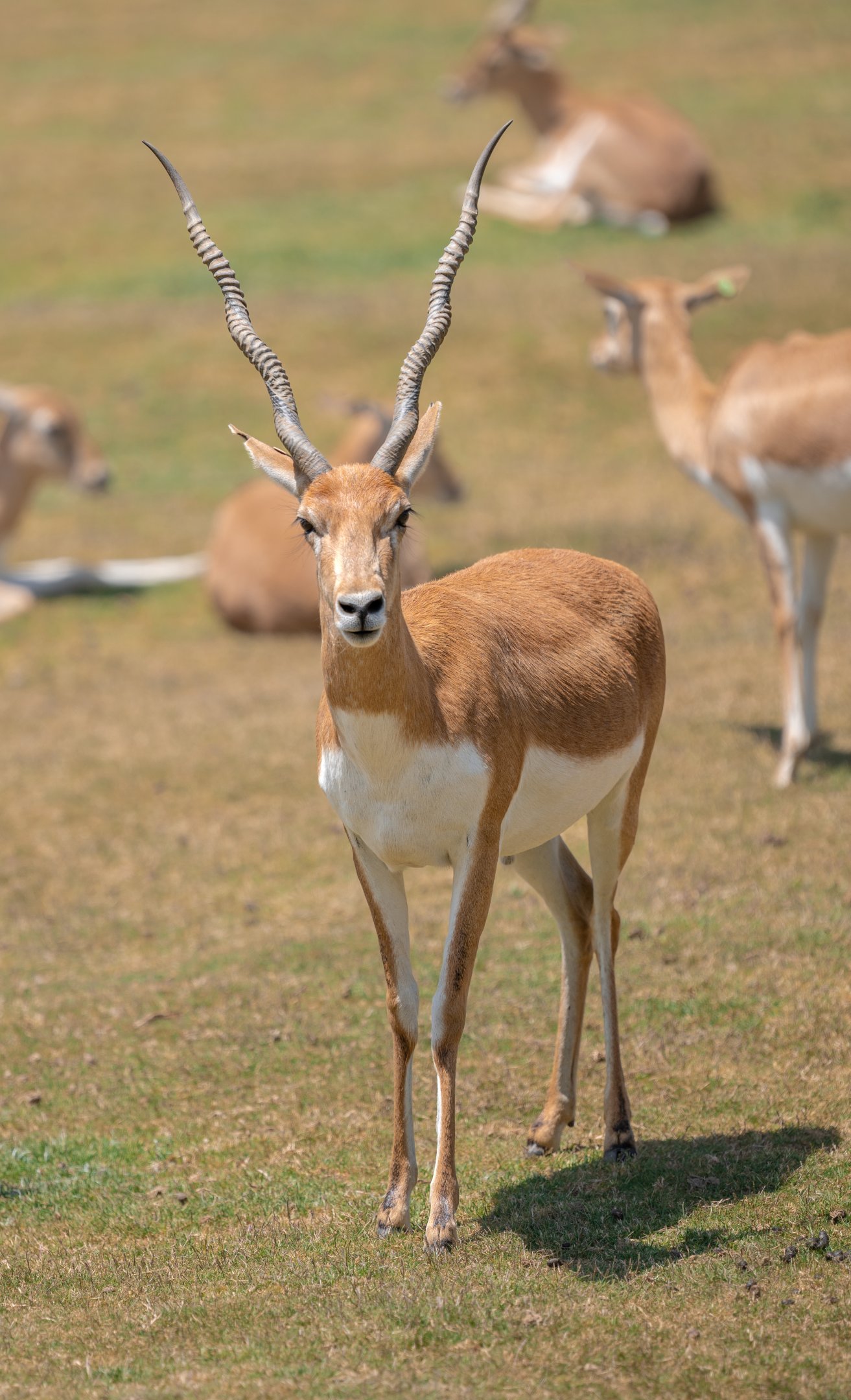 Blackbuck
