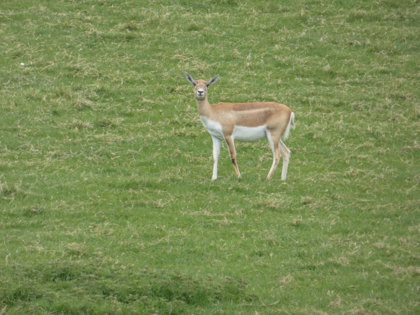 Blackbuck