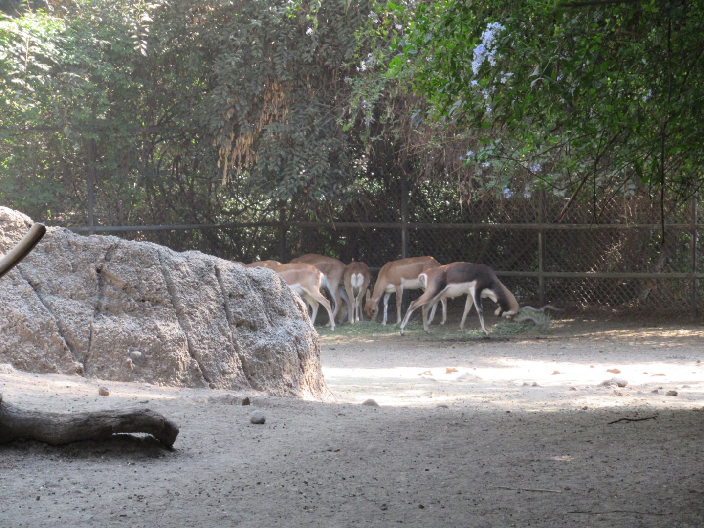 Blackbuck