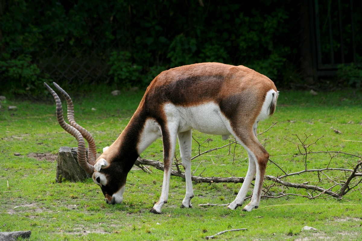Blackbuck