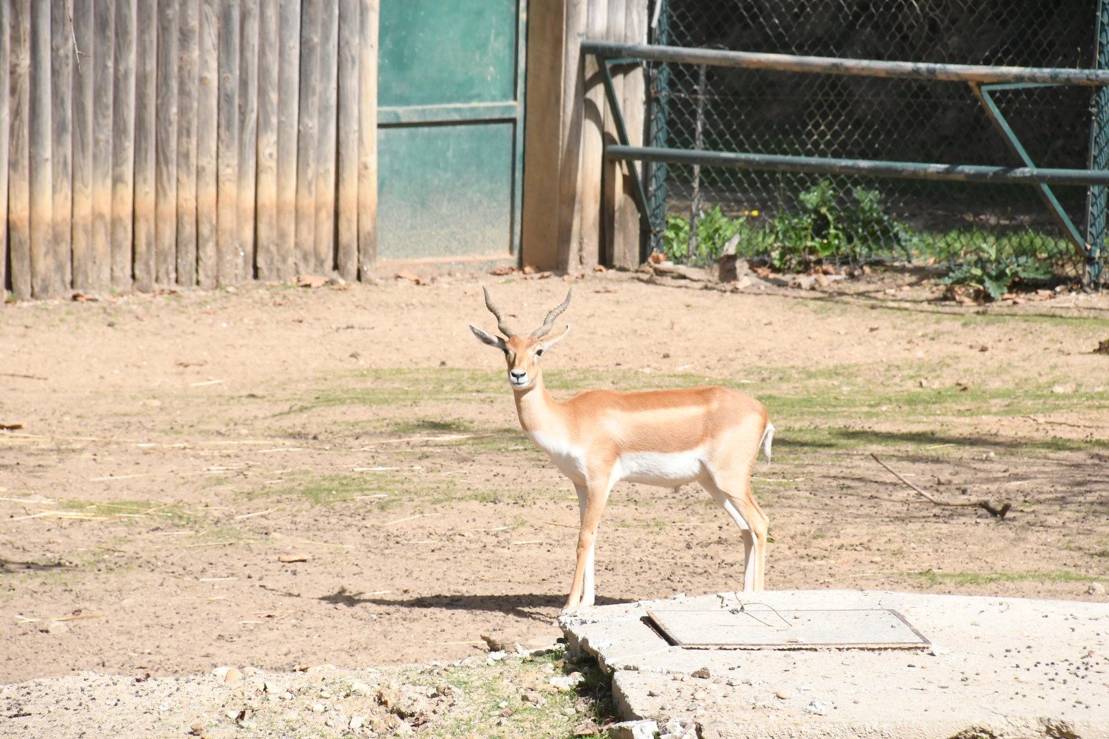 Blackbuck