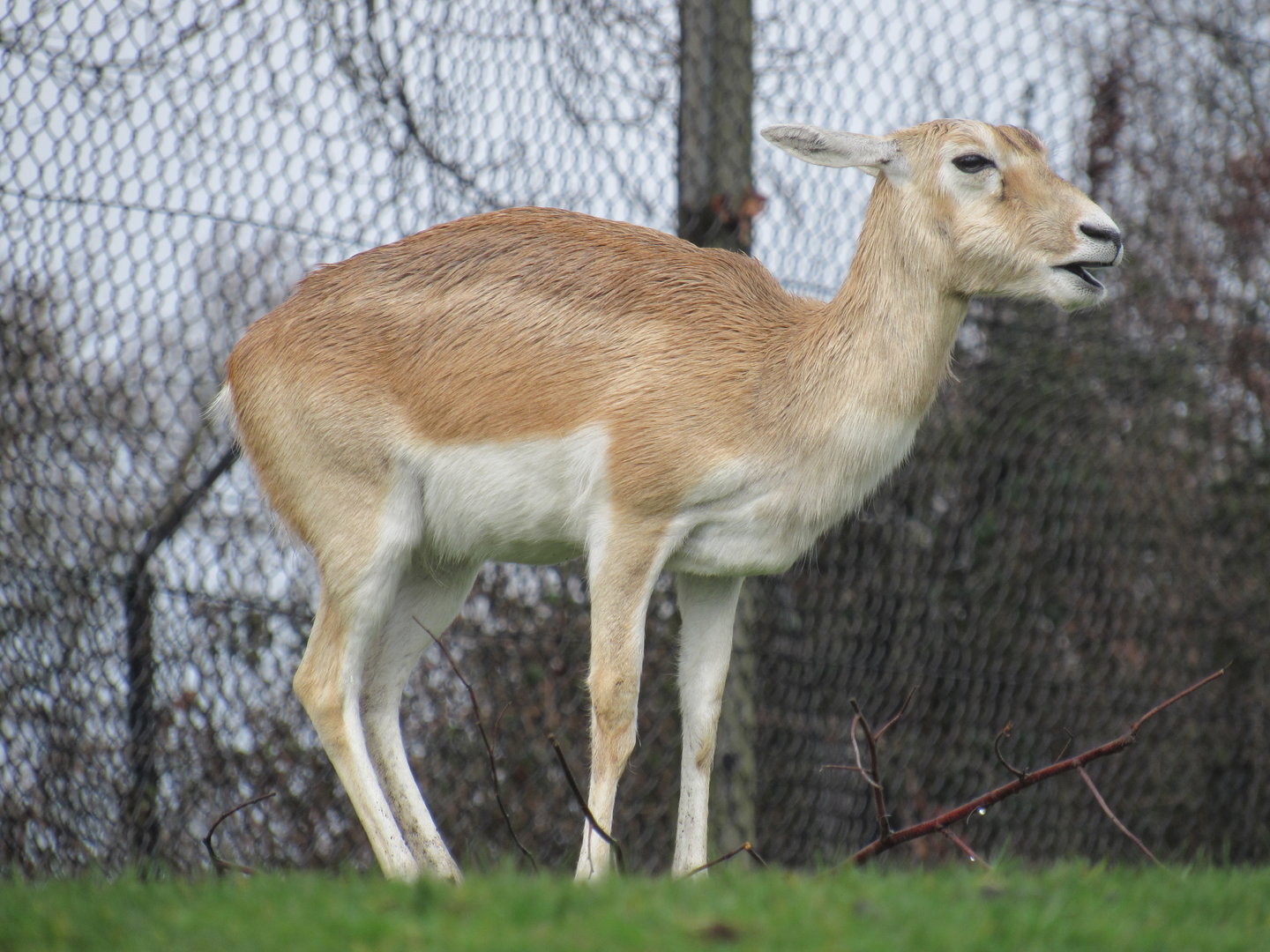 Blackbuck