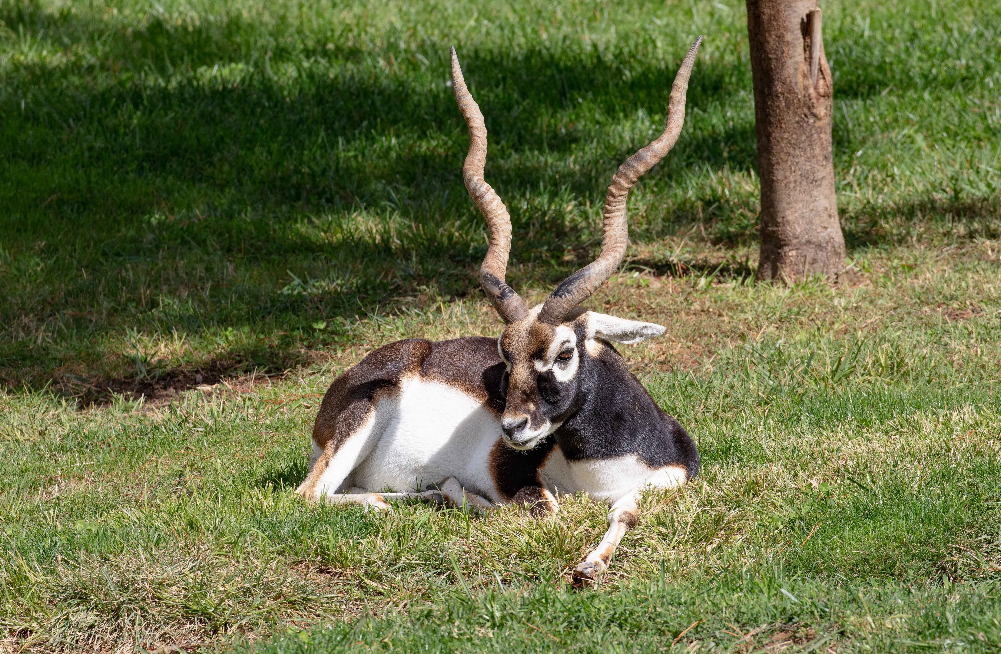 Blackbuck
