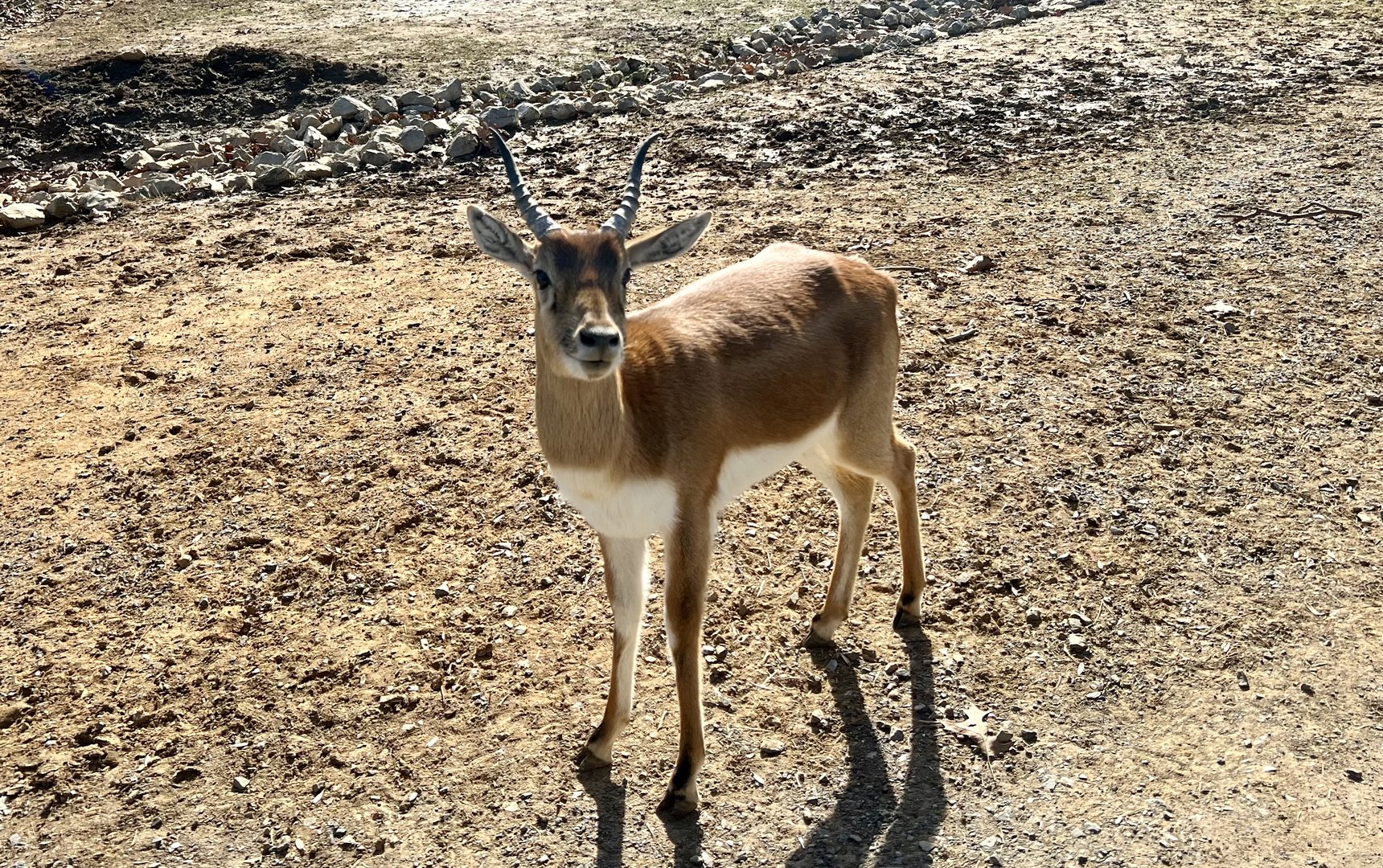 Blackbuck