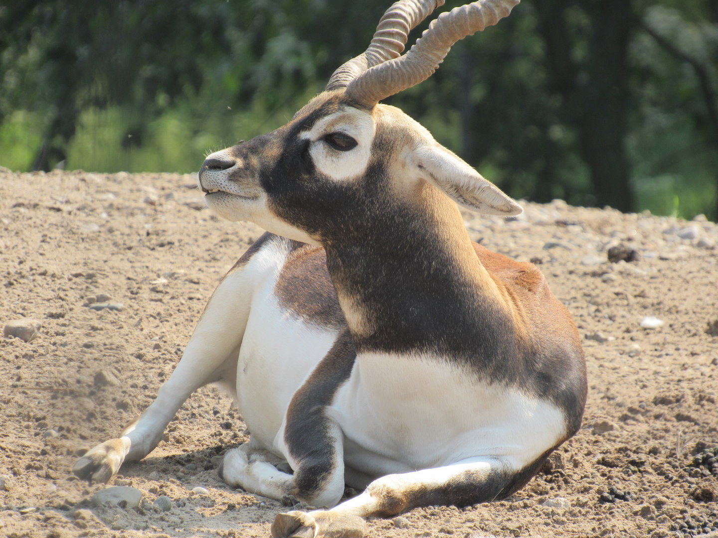 Blackbuck
