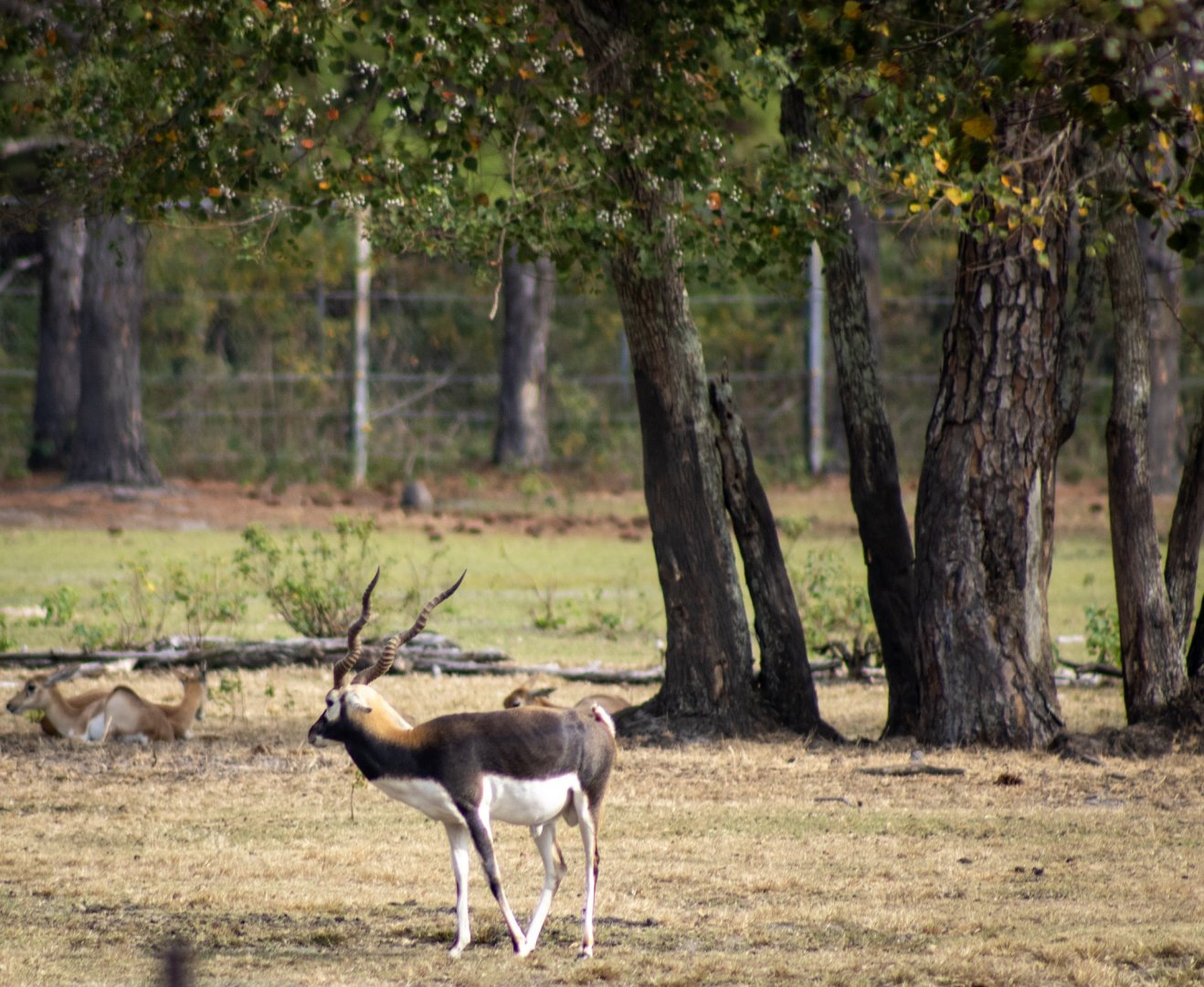 Blackbuck